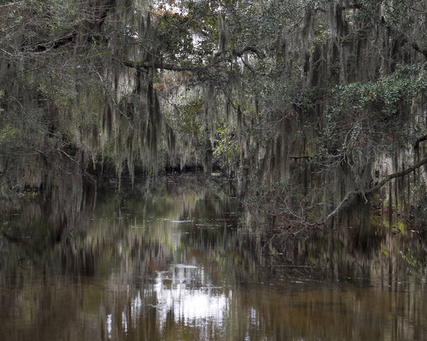 Spanish Moss Hanging from Trees 