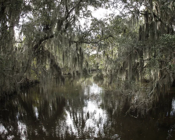 İspanyolca ağaçlardan asılı Moss 
