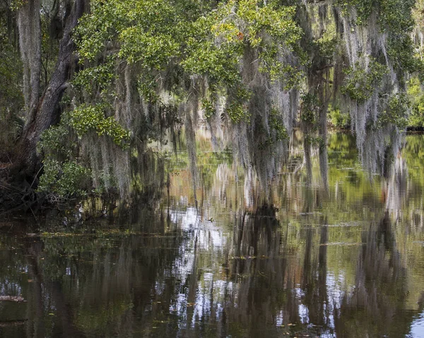 Ağaçlar, İspanyolca Moss ve yansımaları
