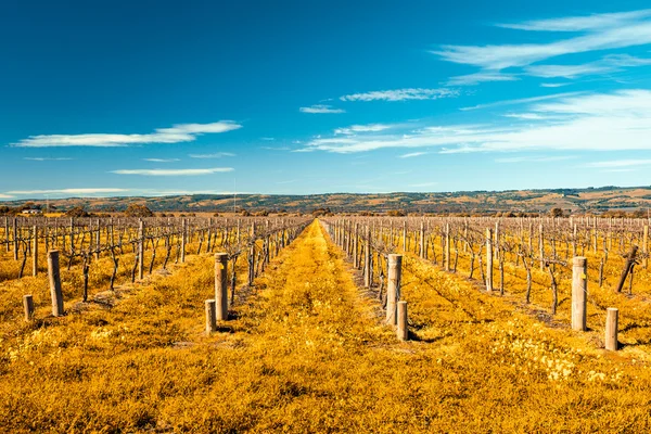 Vinícolas McLaren Vale — Fotografia de Stock