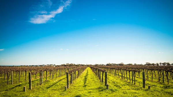 McLaren Vale wijnhuizen — Stockfoto