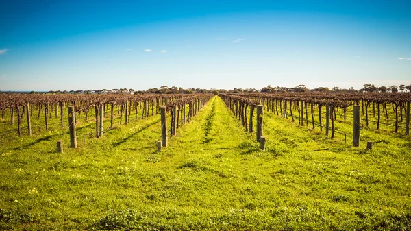 Vinícolas McLaren Vale — Fotografia de Stock