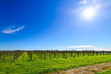 McLaren Vale şarap Vadisi