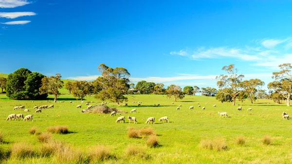 Pecore al pascolo nelle zone rurali dell'Australia meridionale — Foto Stock