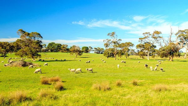 Pecore al pascolo nelle zone rurali dell'Australia meridionale — Foto Stock