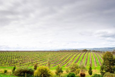 McLaren Vale şarap imalathaneleri