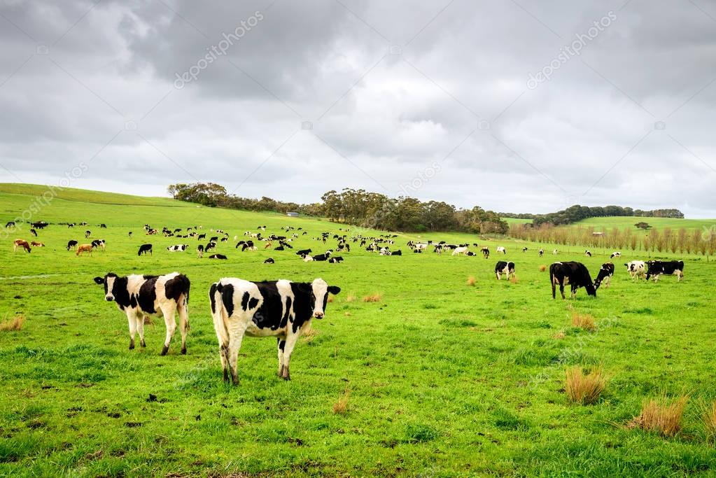 Cows grazing on a daily farm