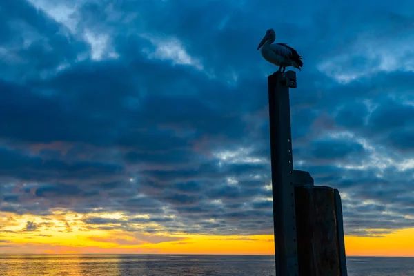 Pelikan Glenelg Beach — Stok fotoğraf