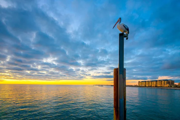 Pelikan Glenelg Beach — Stok fotoğraf