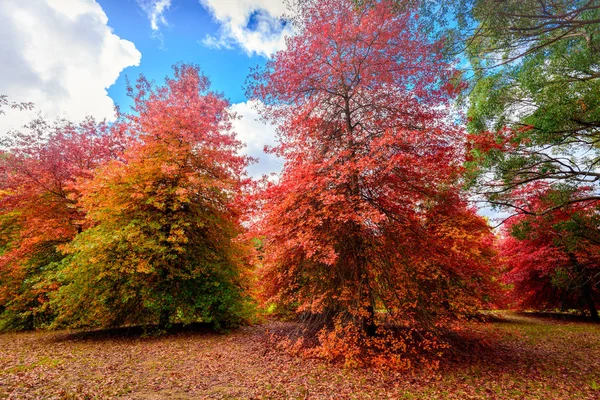 Autumn park with colourful trees — Stock Photo, Image