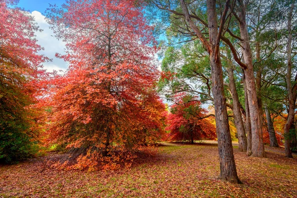 Autumn park with colourful trees — Stock Photo, Image