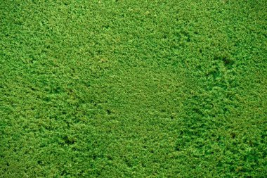 Yeşil çam bush arka plan