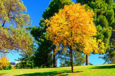 Adelaide Şehir Parkı içinde parlak sarı ağaç