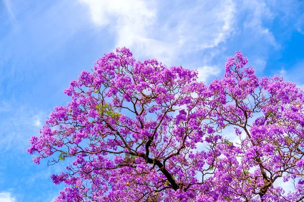 Albero di Jacaranda ad Adelaide — Foto Stock