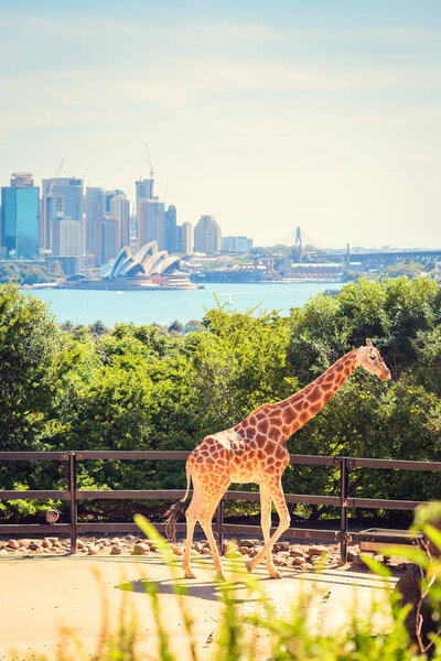 Giraffe with Sydney city