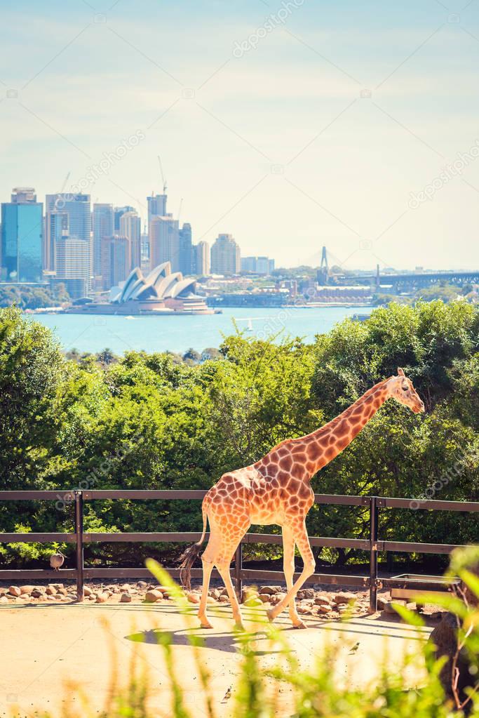 Giraffe with Sydney city