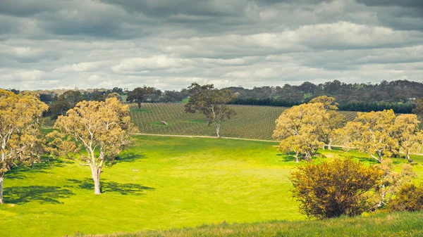 Adelaide hills peyzaj