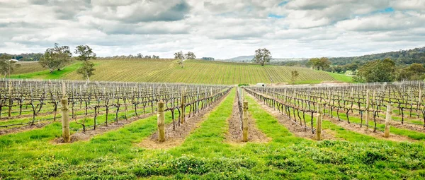 Dolina wina w Adelaide Hills — Zdjęcie stockowe