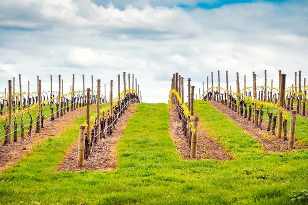 Vale do vinho em Adelaide Hills — Fotografia de Stock