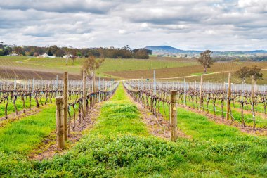 Adelaide Hills şarap Vadisi 