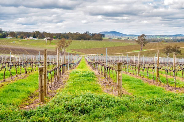 Adelaide Hills şarap Vadisi 