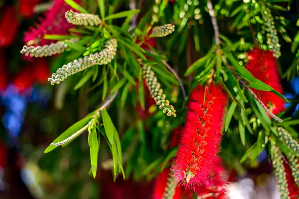 Spazzola rossa fiori albero — Foto Stock