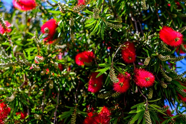 Rode bottlebrush boom bloemen — Stockfoto