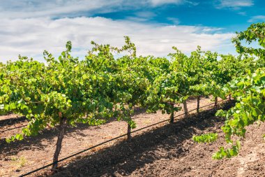 Barossa valley vinyard