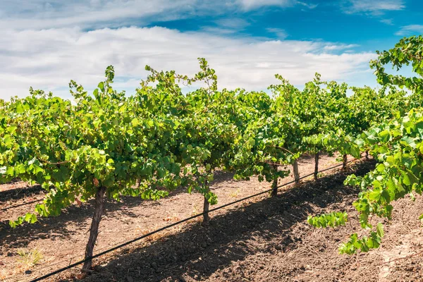 Barossa valley vinyard — Zdjęcie stockowe