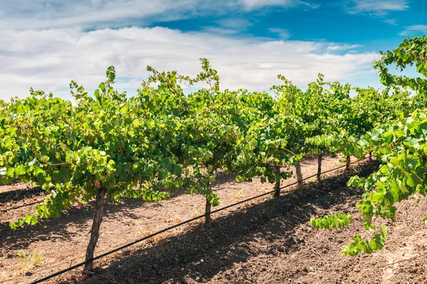 Vinyard Κοιλάδα Barossa — Φωτογραφία Αρχείου