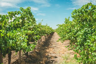 Barossa valley bağ