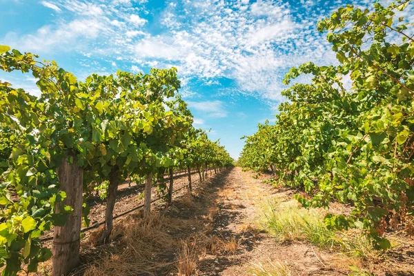 Barossa valley winorośli — Zdjęcie stockowe