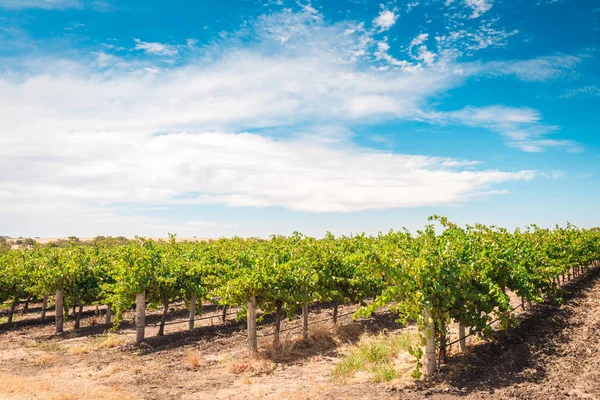 Barossa valley wijnstokken — Stockfoto