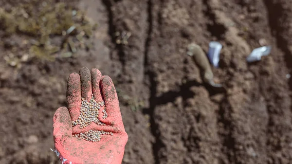 Lidská ruka s semena k pěstování — Stock fotografie