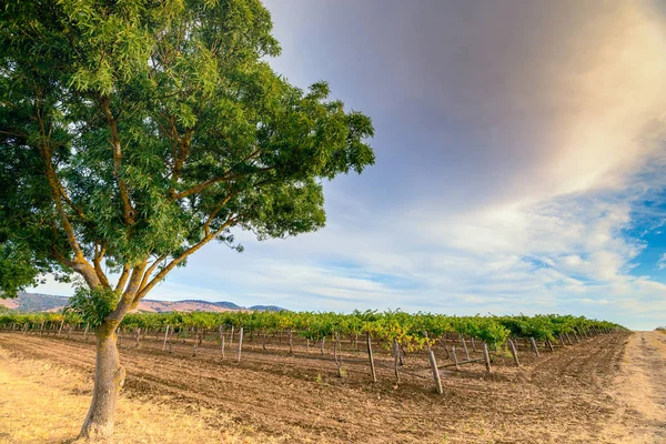 Weinreben mit Baum — Stockfoto