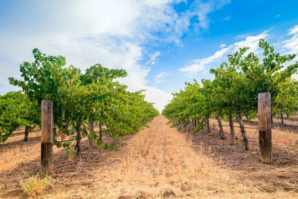 Vitigni con campo di fieno — Foto Stock