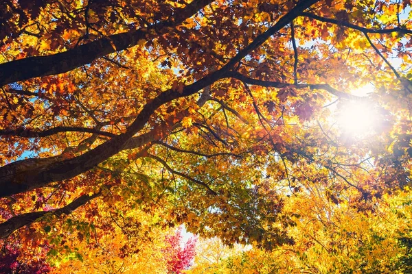 Vackra fridfulla hösten scen — Stockfoto