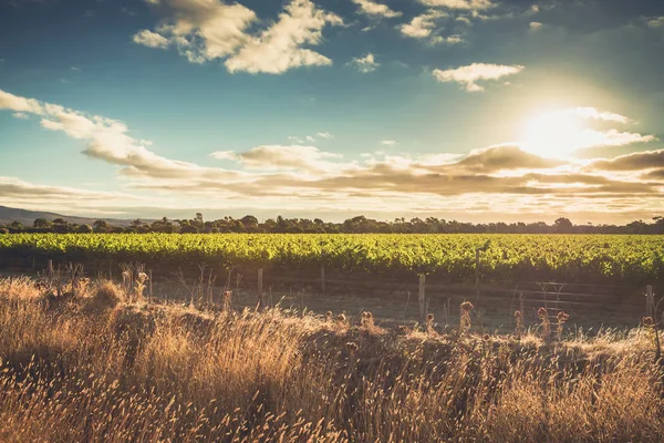 McLaren wijngaarden van de vallei bij zonsondergang — Stockfoto