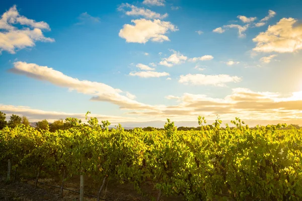McLaren wijngaarden van de vallei bij zonsondergang — Stockfoto