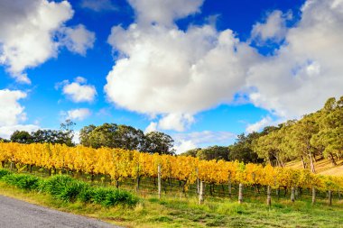 Sonbaharda sarı üzüm üzüm