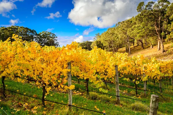 Viñas de uva amarilla en otoño —  Fotos de Stock