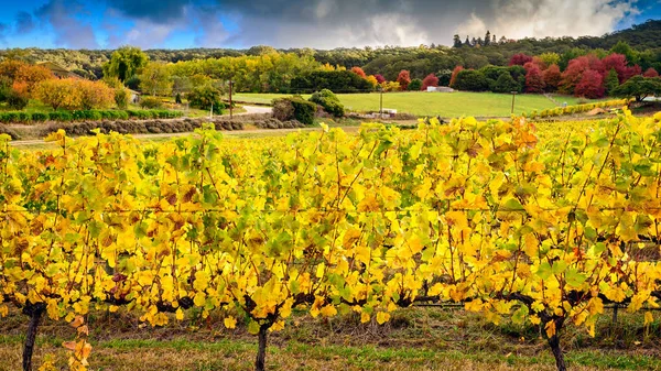 Vinhas de uva amarela no outono — Fotografia de Stock