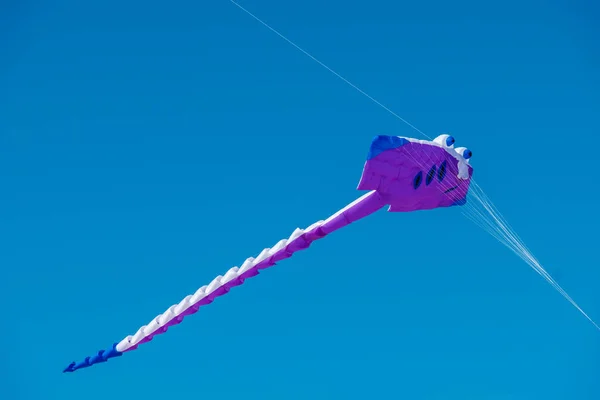Adelaide International Kite Festival — Stock Photo, Image