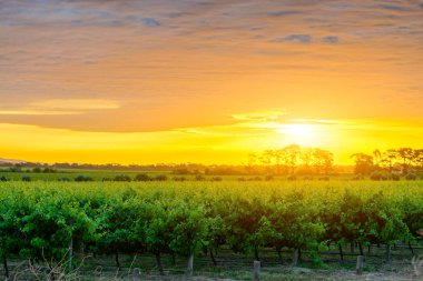 Gün batımında Mclaren Vale üzüm üzüm