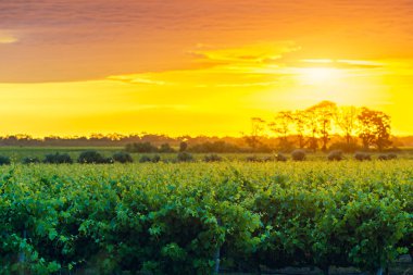 Gün batımında, Güney Avustralya Mclaren Vale üzüm üzüm.