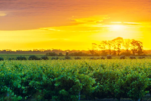 Druif Wijngaarden Mclaren Vale Bij Zonsondergang Zuid Australië — Stockfoto