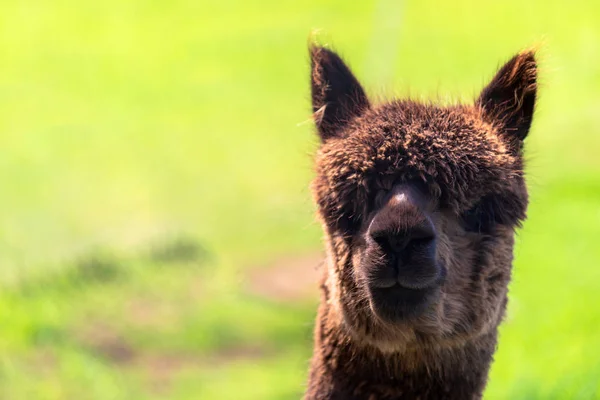 Australijski lama wypasu na farmie — Zdjęcie stockowe