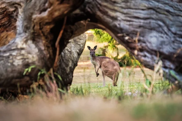 Canguru australiano pastando na grama — Fotografia de Stock