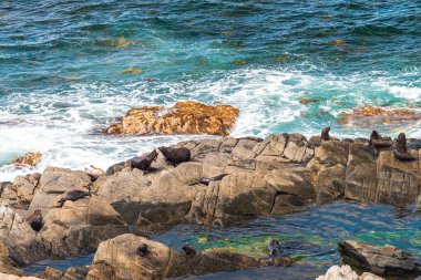 Kanguru Adası Kürk fok gözcüsü