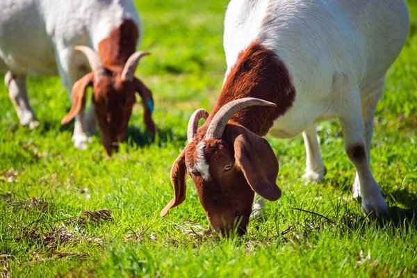 Chèvres Mangeant Herbe Dans Une Ferme Quotidienne Australie Méridionale Rurale — Photo